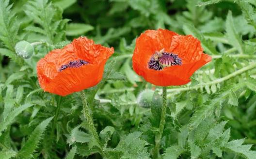 毒药用途广泛 世界古今最全毒药大全 