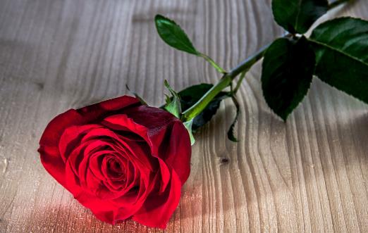 玫瑰花的经典传说故事 不同数量玫瑰花的花语
