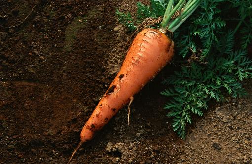 胡萝卜有哪些营养胡萝卜的营养价值有哪些