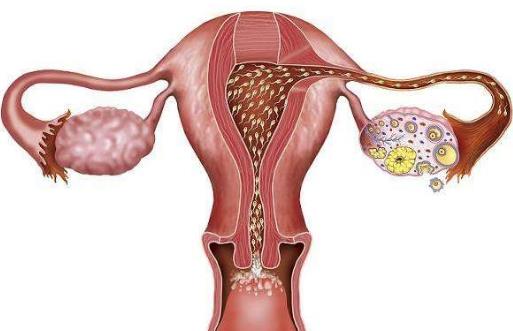 卵巢是女性重要的一个部位，卵巢衰老的话，女人的容颜也