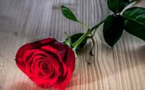 ​玫瑰花的经典传说故事 不同数量玫瑰花的花语