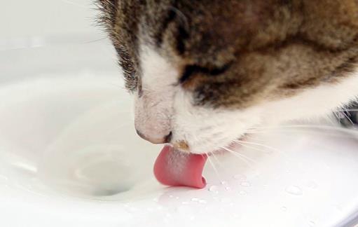 宠物猫咪不喜欢喝水不一定是病  这六种方法拯救你