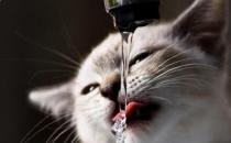 ​宠物猫咪不喜欢喝水不一定是病  这六种方法拯救你