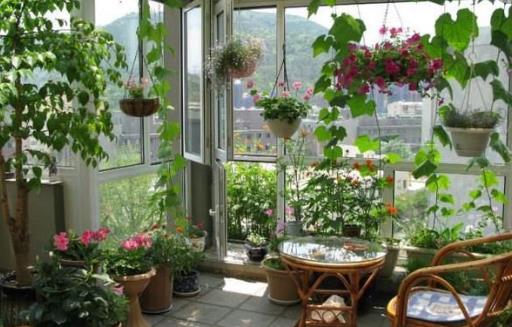 城市家庭阳台养花 给花提供一个适合生长的环境