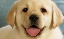 上班族照顾自己的狗狗宝贝妙招 上班族养狗知识汇总