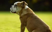 狗狗呕吐 狗狗呕吐腹泻治疗方法