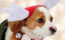 最适合狗狗生活的适宜温度 新生小狗应注意保温