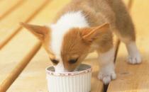 狗狗们挑食厌食的原因 避免狗挑食的解决方法 