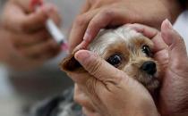 ​狗狗注射疫苗的误区 狗狗去医院注意事项