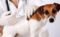 ​给小狗打疫苗应选对时间窗 打疫苗是不能省略的