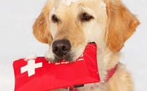 狗狗受伤 铲屎官很有必要掌握的急救与护理常识 