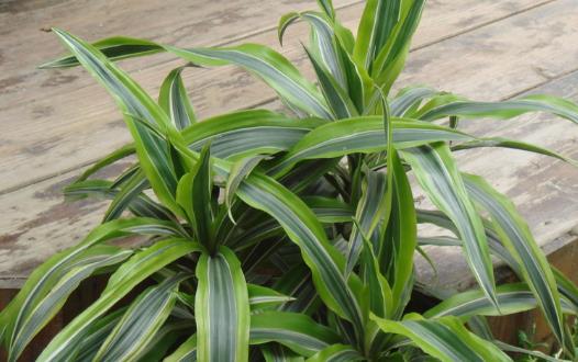 不太起眼能净化空气的绿色植物 适合给室内添置的植物