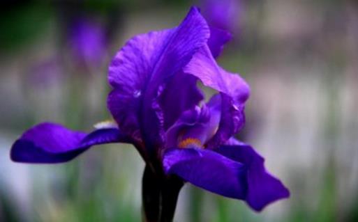 将紫罗兰栽培到家中 紫罗兰的养殖方法