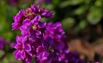 ​紫罗兰栽培到家中 紫罗兰的养殖方法及养护
