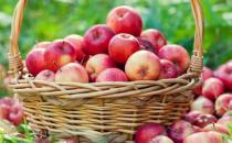 苹果吃法不同营养增加三成 每日一苹果医生远离你