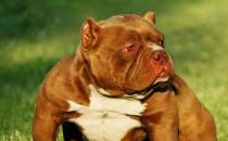 狗狗乱叫被邻里投诉 狗狗乱叫的原因和制止狗狗的方法