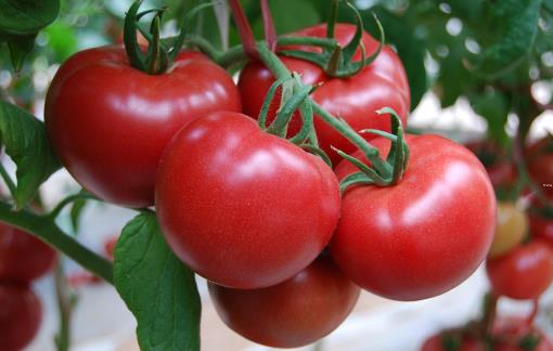 能抗氧化的西红柿，应该生吃？熟吃？空腹吃？减肥吃它有