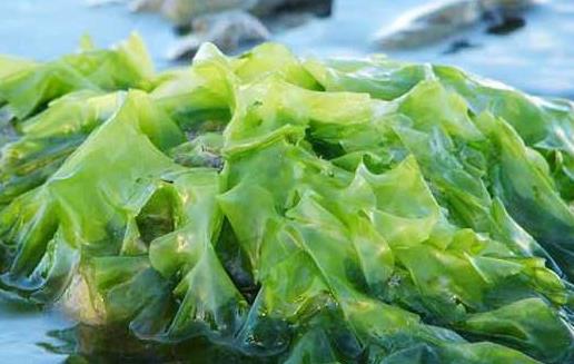 海藻的来源和作用 海藻的食疗作用