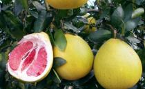 柚子营养价值及食用禁忌 挑柚子的方法