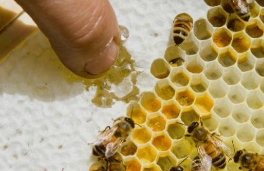 蜂蜜会过期吗？过期的蜂蜜能吃吗？