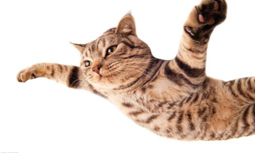 猫抓家具怎么办 防止猫乱抓家具的方法介绍