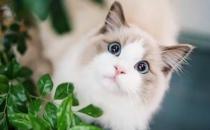 猫毛柔顺光滑代表健康 布偶猫对毛发好的饮食百科  