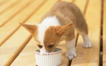 有关幼犬的饮食法则 狗狗用餐顺序的训练方法