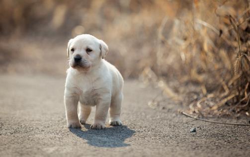 【拉布拉多犬AKC标准】