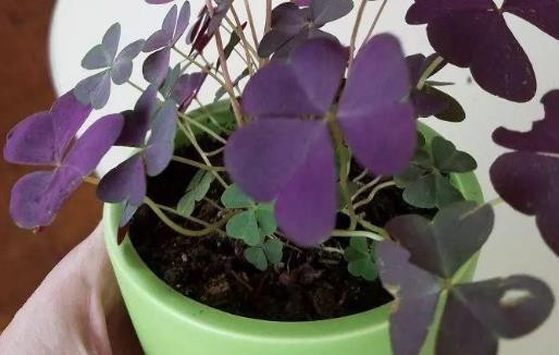 种浪漫的紫色盆栽观赏植物，叶片比花朵还要好看