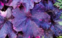 ​浪漫的紫色盆栽观赏植物大盘点 叶片比花朵还要好看