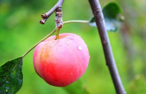 早上吃苹果真的会瘦吗?什么时候吃苹果才有效