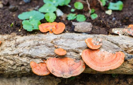 毒蘑菇中毒症状及鉴别方法 四招识别有毒蘑菇