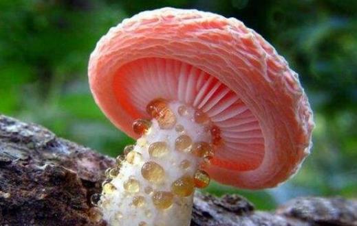 误食毒蘑菇中毒 关于毒蘑菇的N种错误说法