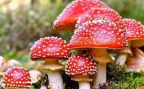 ​误食毒蘑菇中毒 关于毒蘑菇的N种错误说法