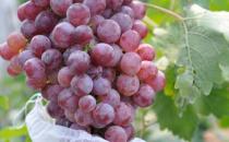 ​葡萄营养价值高 葡萄搭配其它水果做成果汁风味独特 