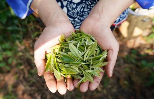 喝茶是否能预防癌症 茶叶的功效与作用大揭秘