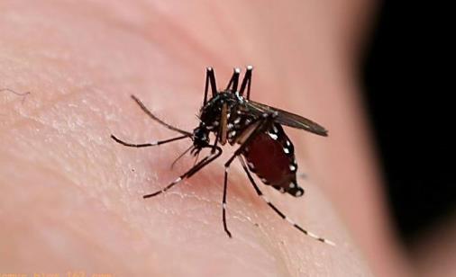 夏天蚊子猖獗 家庭防蚊驱蚊小妙招