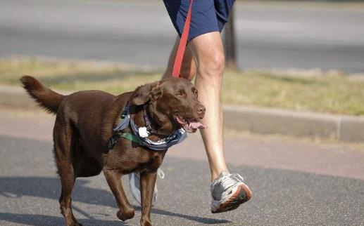 养狗人士的运动量达标率会偏高 带着狗狗运动的好处