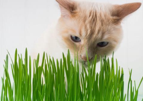 只知道猫草能吐毛球铲屎官就落伍了常见的猫咪食用植物