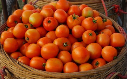 西红柿到底生吃好还是做菜好？番茄酱等番茄制品也一样有