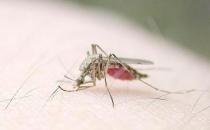蚊虫多被咬奇痒难耐 祛病驱蚊药浴推荐