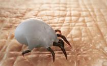 螨虫对床上的危害最大 去除螨虫的小方法