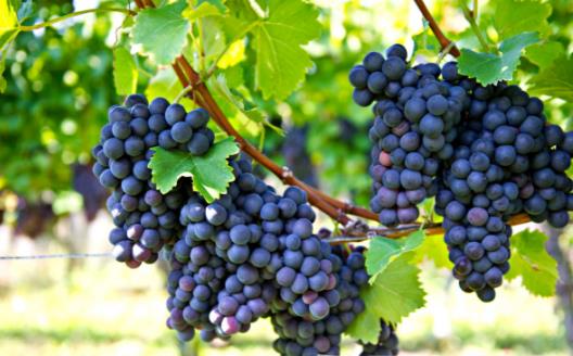 秋季滋阴润肺的10种食物 秋季的饮食要诀