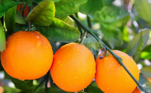 秋季滋阴润肺的10种食物 秋季的饮食要诀