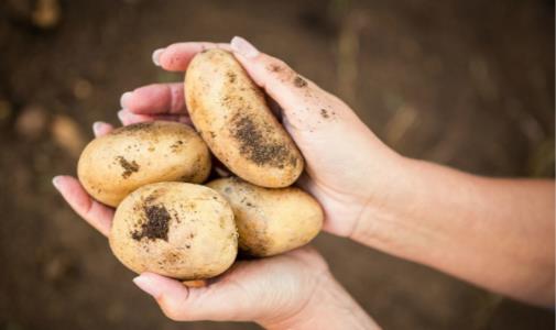 土豆的功效 常吃这种食物居然能减肥