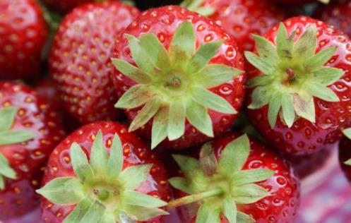 草莓的哪些功效对老人养生呢