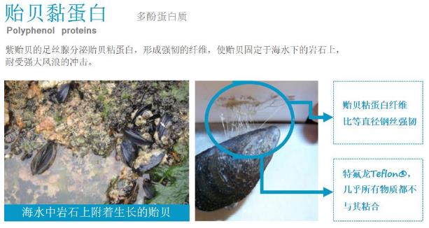 年前肌肤大拯救，莱斯欧肌肤修护三部曲！