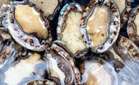 美味鲍鱼的养生菜谱大全 鲍鱼怎么洗比较彻底