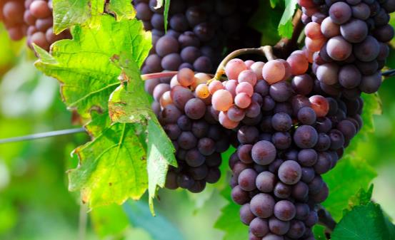 常喝自制葡萄酒的好处 葡萄酒的制作方法8个步骤简单完成