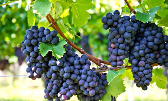 常喝自制葡萄酒的好处 葡萄酒的制作方法8个步骤简单完成